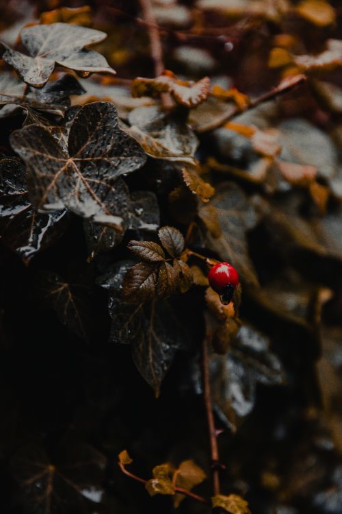 Coccinelle Rouge et Noire Sur Feuille Séchée Marron Dans L'objectif à Basculement. Wallpaper in 4480x6720 Resolution