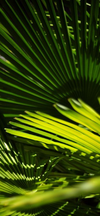 Gr, Vegetation, Blatt, Natur, Terrestrische Pflanzen. Wallpaper in 1125x2436 Resolution