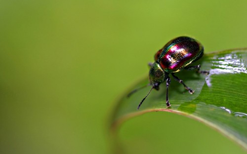 Image green and black beetle on green leaf in close up photography