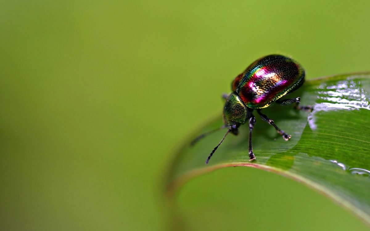 green and black beetle on green leaf in close up photography