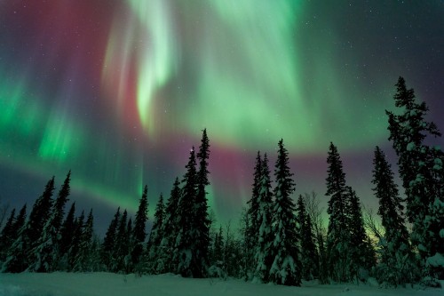 Image aurora, nature, tree, green, natural landscape