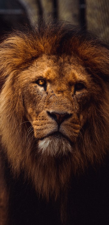 Image lion aesthetic, lion, tiger, felidae, masai lion