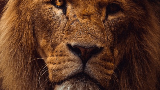 Image lion aesthetic, lion, tiger, felidae, masai lion