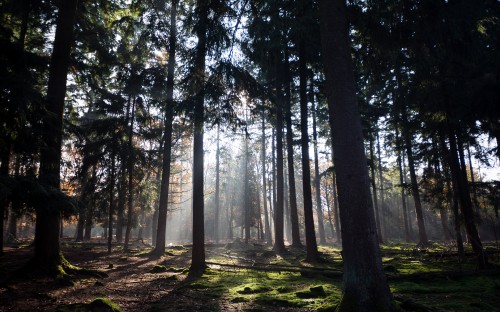 Image plant, atmosphere, ecoregion, natural landscape, wood