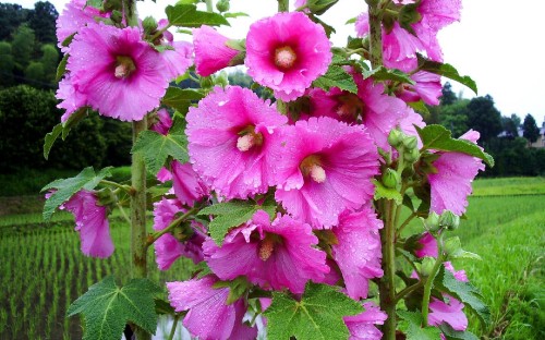 Image pink flowers with green leaves