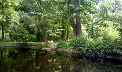 Image green trees beside river during daytime