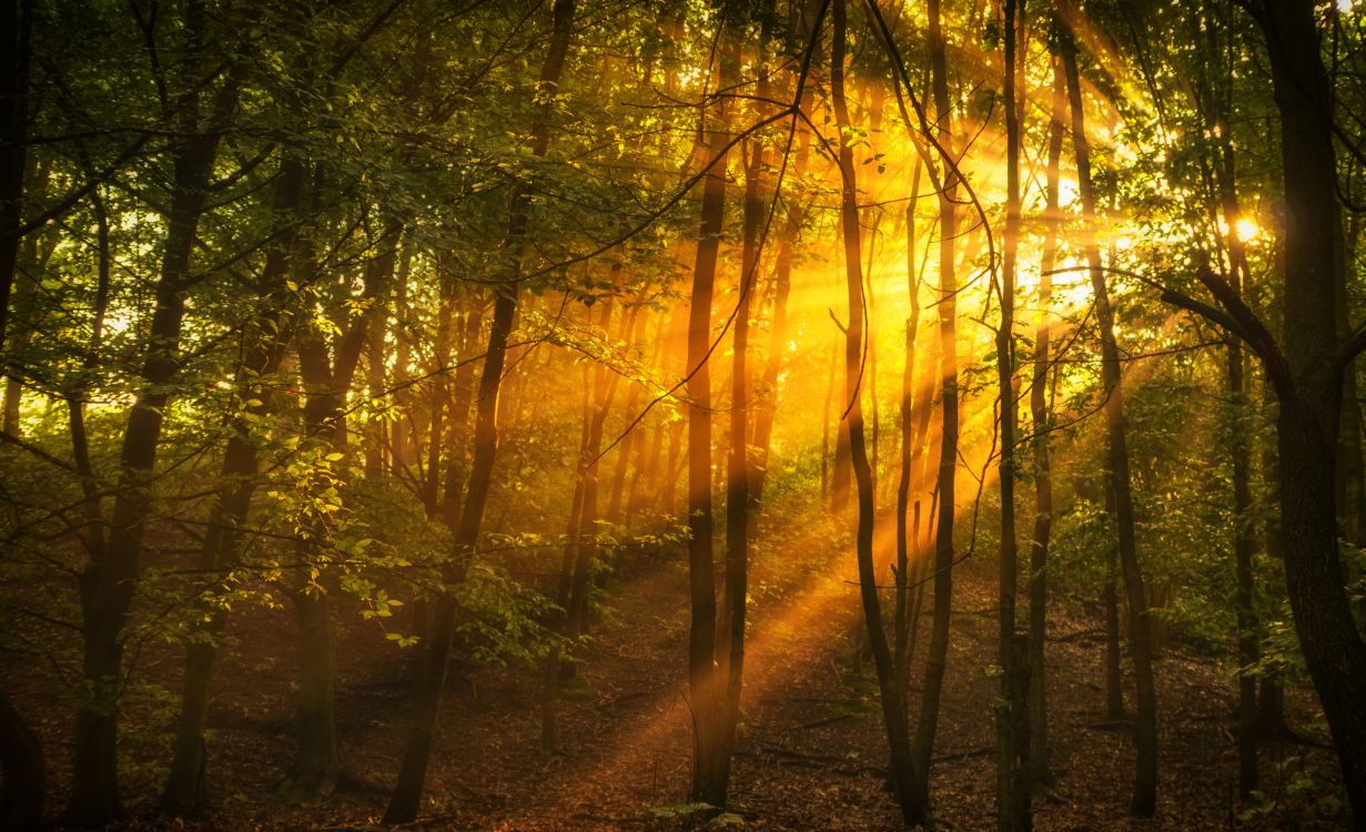 sun rays coming through trees