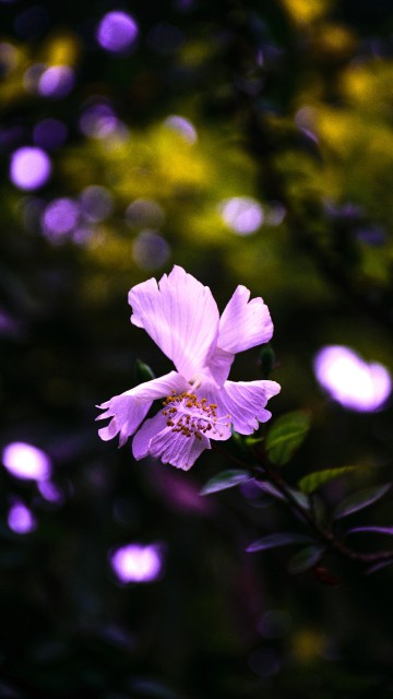 Image purple flower in tilt shift lens