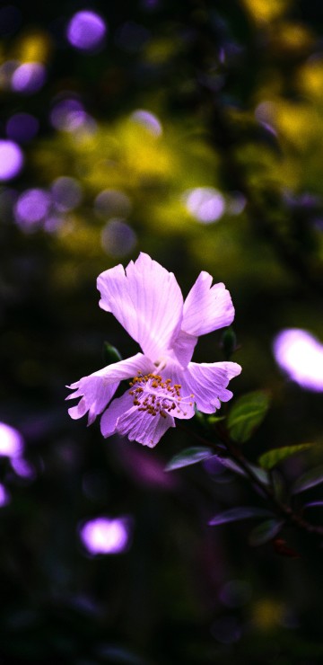 Image purple flower in tilt shift lens
