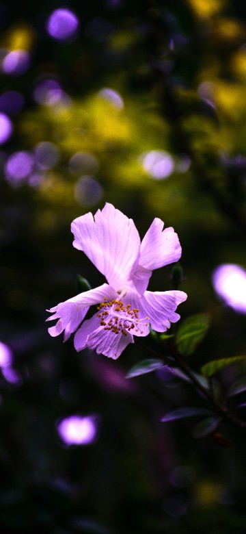 Image purple flower in tilt shift lens