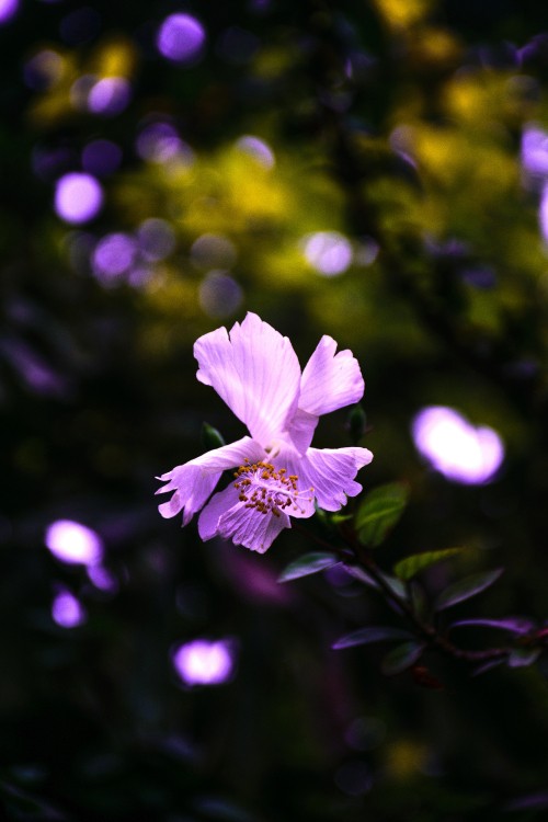 Image purple flower in tilt shift lens