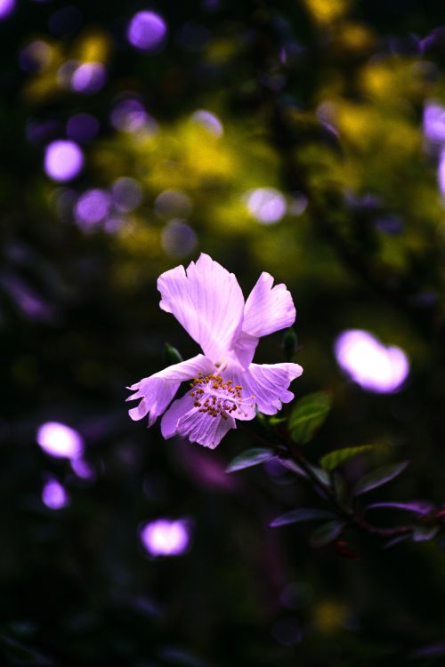 Purple Flower in Tilt Shift Lens. Wallpaper in 4000x6000 Resolution