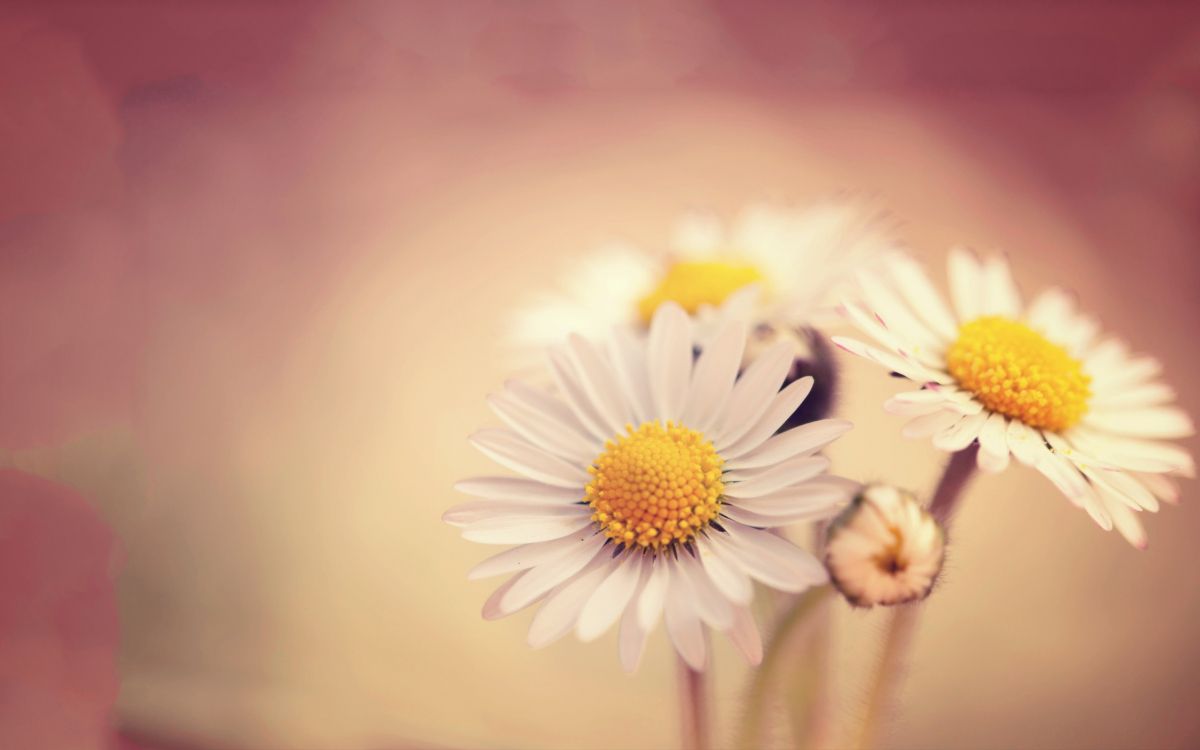 Marguerite Blanche et Jaune en Fleur. Wallpaper in 2560x1600 Resolution