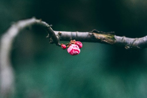 Image pink flower buds in tilt shift lens