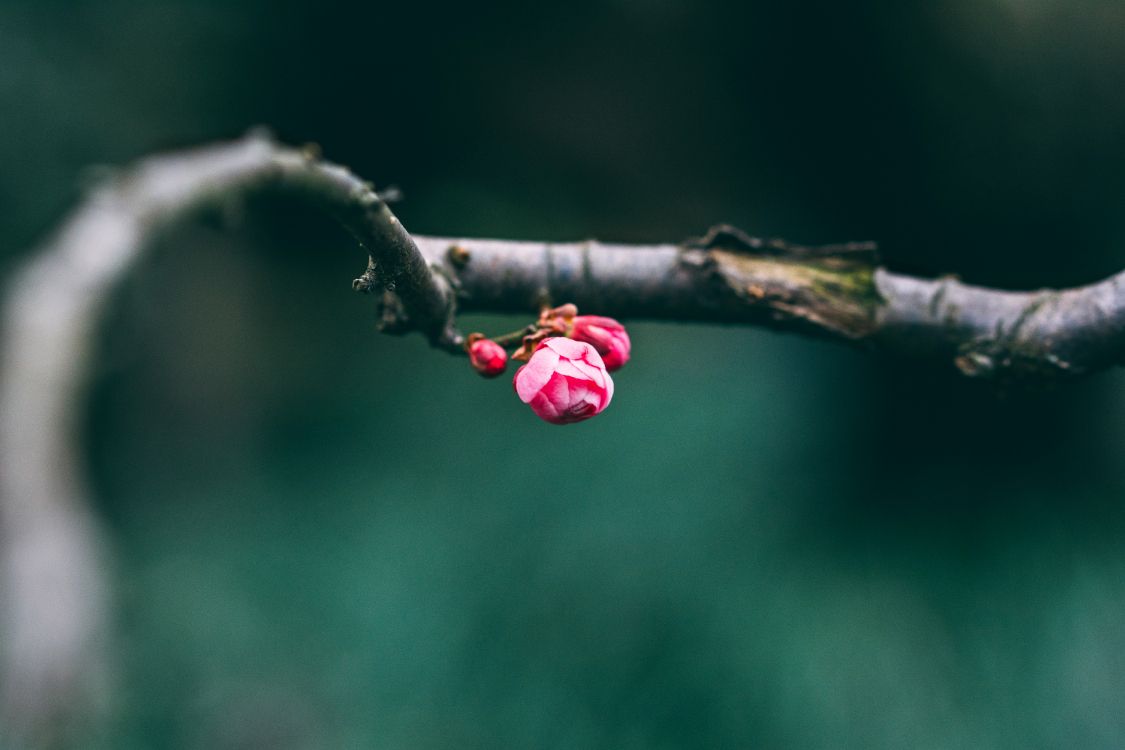 pink flower buds in tilt shift lens