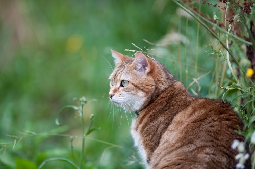 Image brown and white cat on green grass during daytime