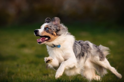 Image Miniature American Shepherd, rough collie, australian shepherd, icelandic sheepdog, dog breed