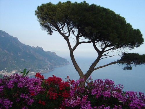 Image green tree on mountain near body of water during daytime