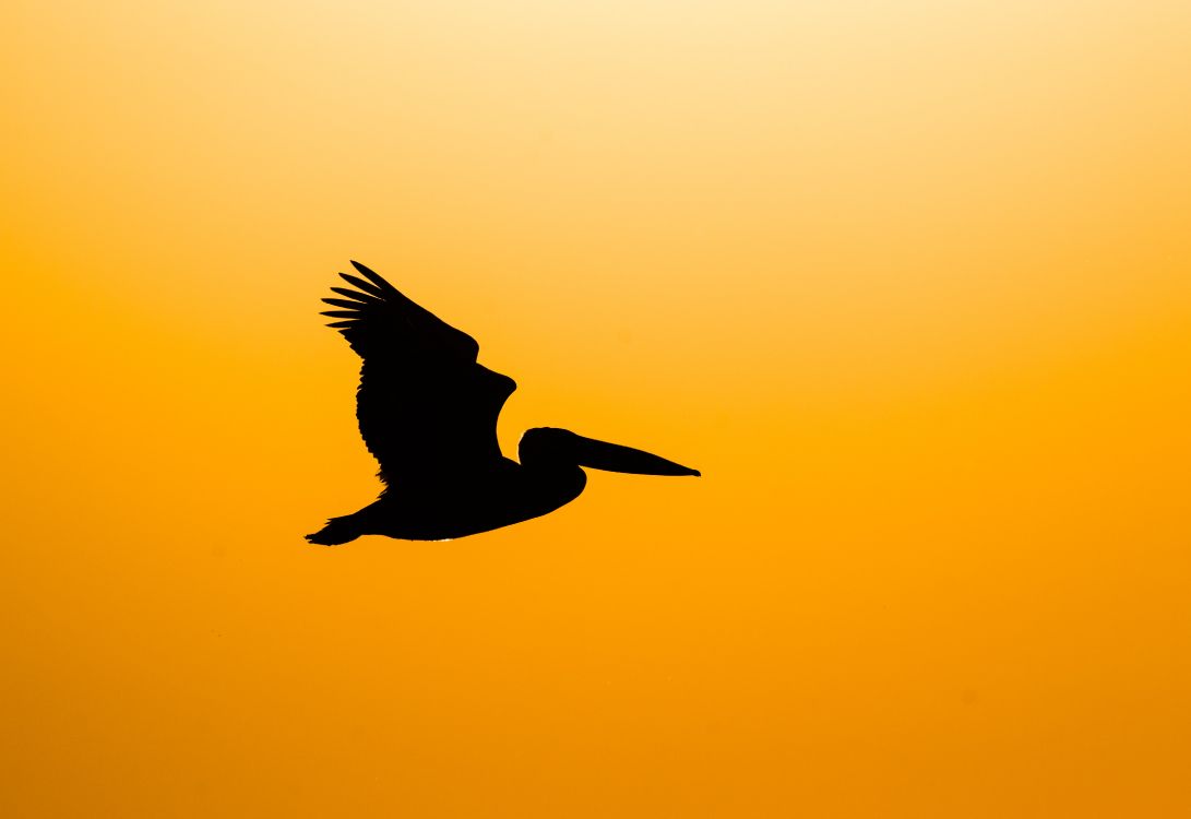 silhouette of bird flying during sunset