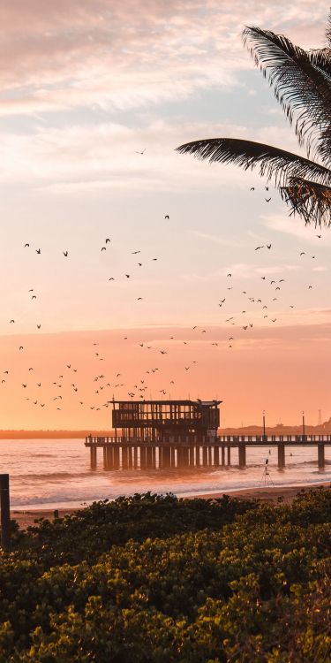 Film-poster, Wasser, Vogel, Cloud, Licht. Wallpaper in 1080x2160 Resolution