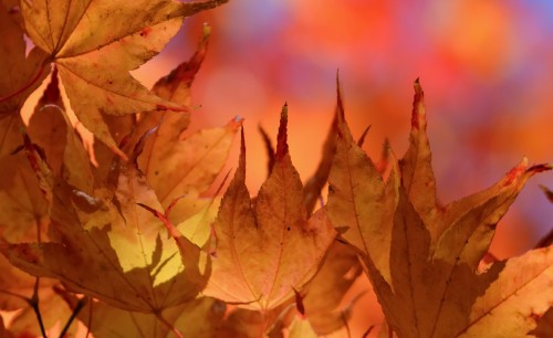 Image brown leaves in tilt shift lens