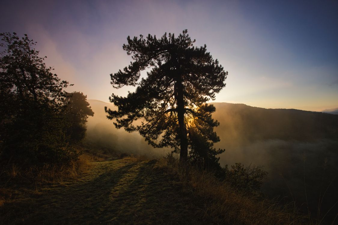 Natur, Naturlandschaft, Baum, Morgen, Sonnenaufgang. Wallpaper in 6240x4160 Resolution