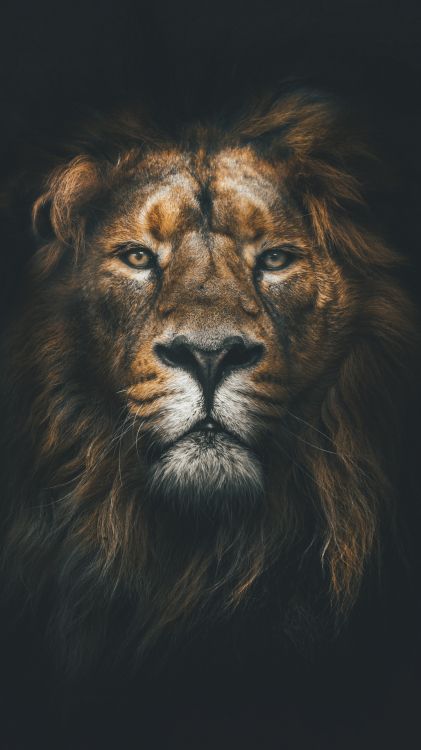Lion, Poster, Illustration, Auge, Felidae. Wallpaper in 1080x1920 Resolution