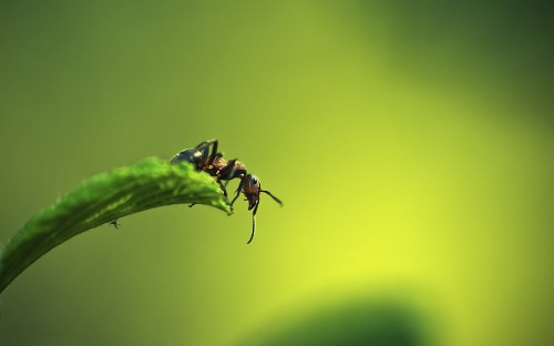 Image black ant on green leaf