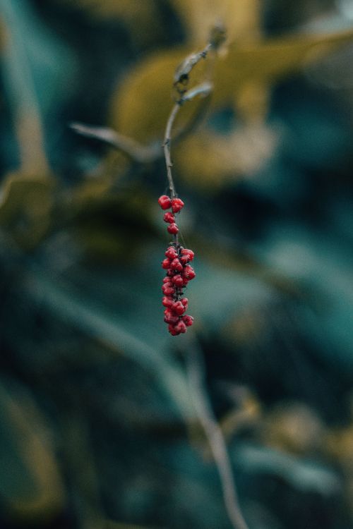 Berry, Red, Green, Leaf, Plant. Wallpaper in 4000x6000 Resolution