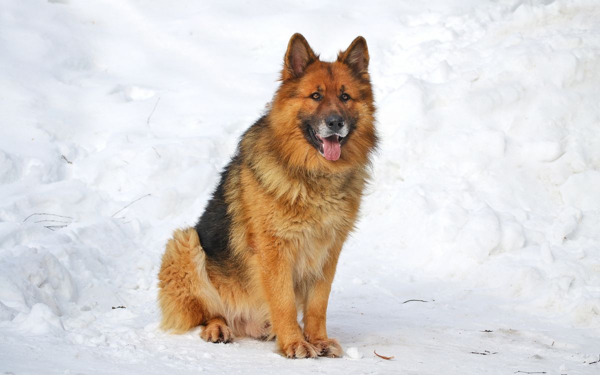Brown and Black German Shepherd on Snow Covered Ground. Wallpaper in 1920x1200 Resolution
