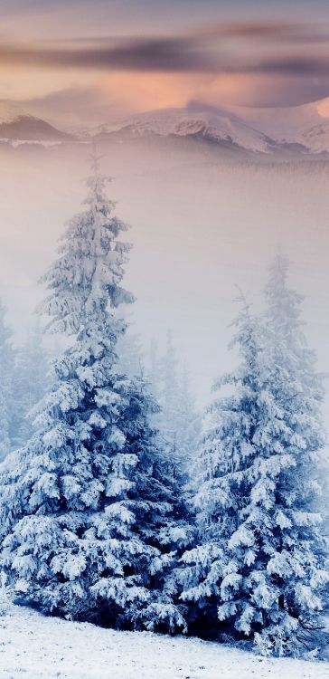 Winter, Natur, Schnee, Baum, Blau. Wallpaper in 1440x2960 Resolution