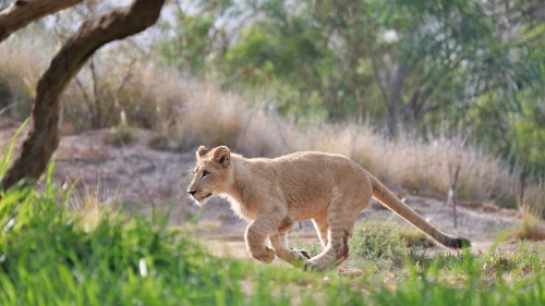 Image brown lioness on green grass during daytime