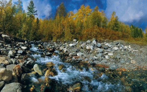 Image green trees beside river during daytime