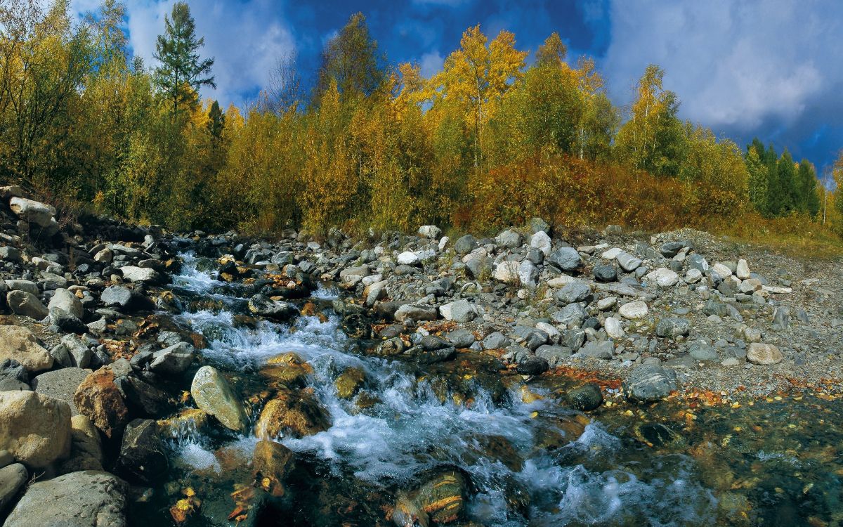 green trees beside river during daytime