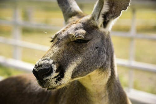 Image brown deer in close up photography during daytime