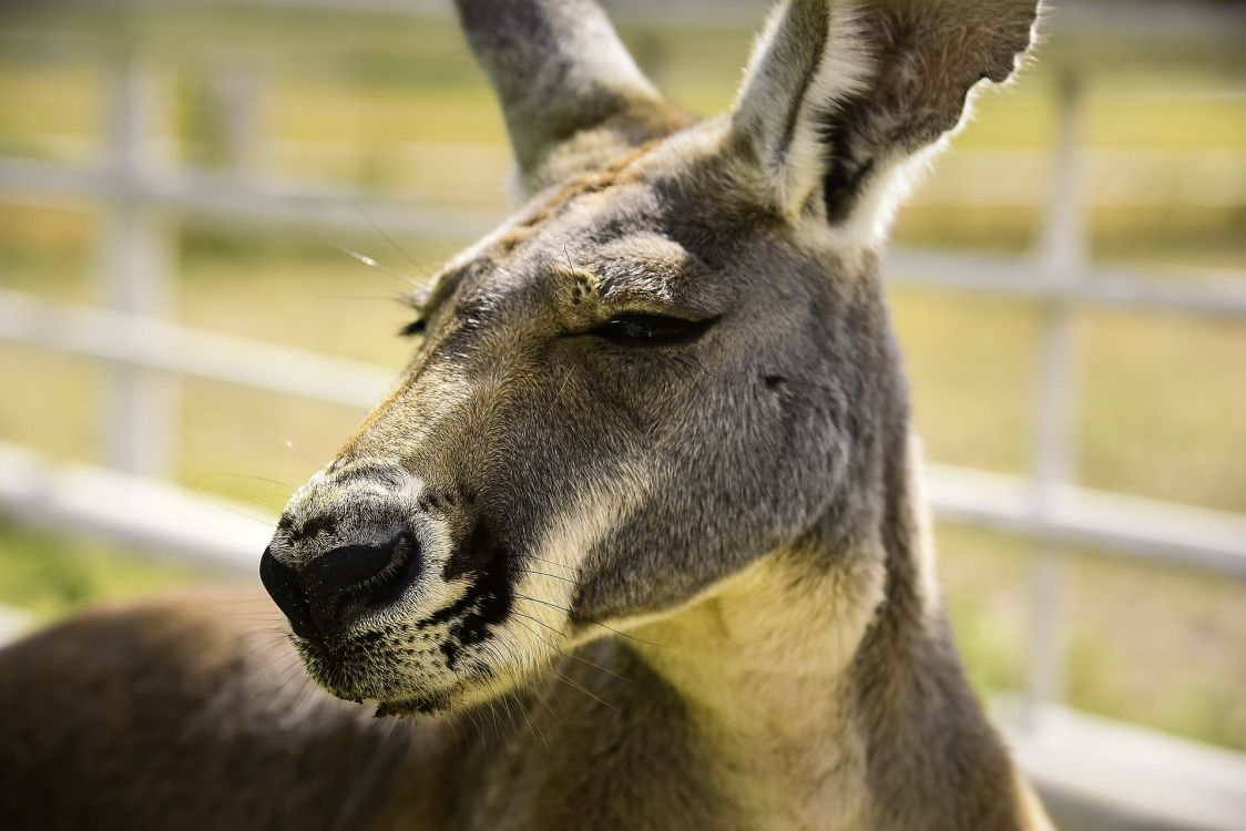 brown deer in close up photography during daytime