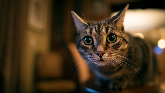 Image brown tabby cat in blue ceramic bowl