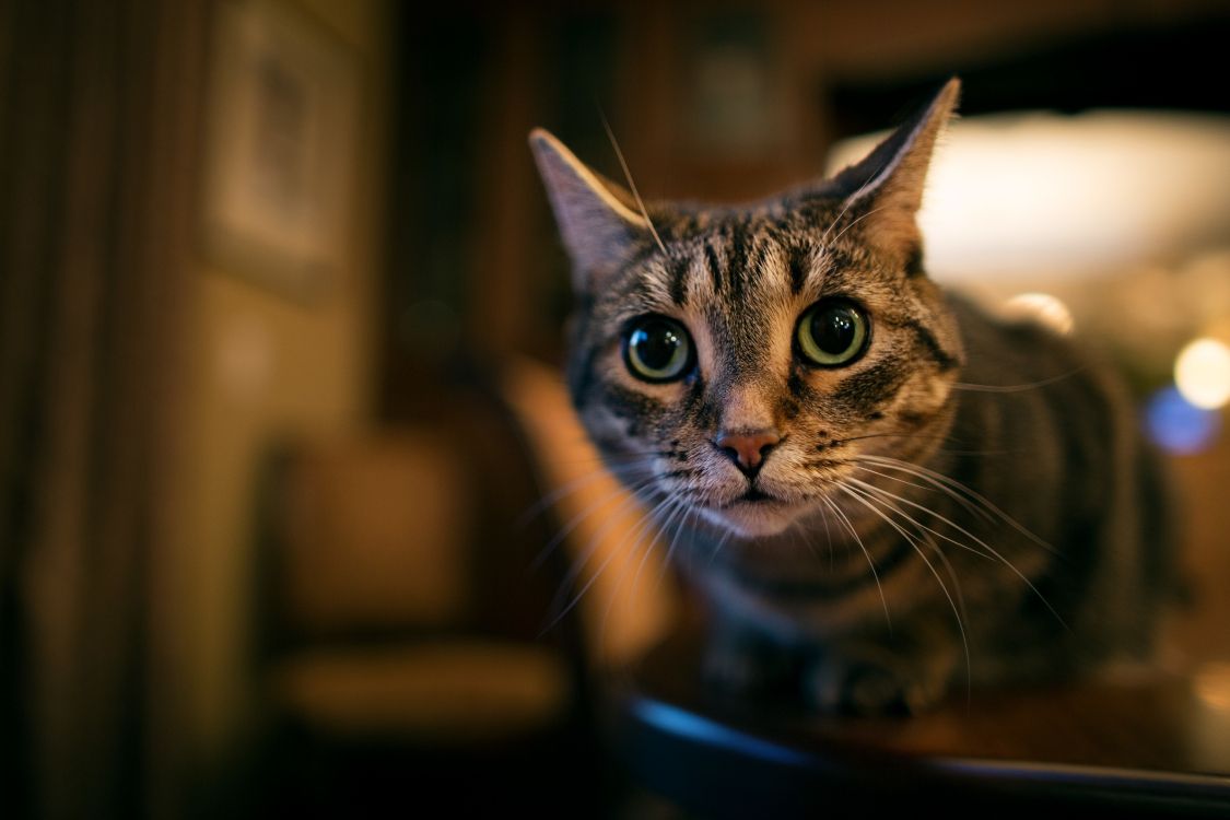 Brown Tabby Cat in Blue Ceramic Bowl. Wallpaper in 5760x3840 Resolution