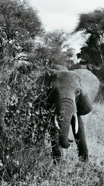 Image elephant eating grass during daytime