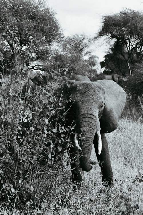 Image elephant eating grass during daytime