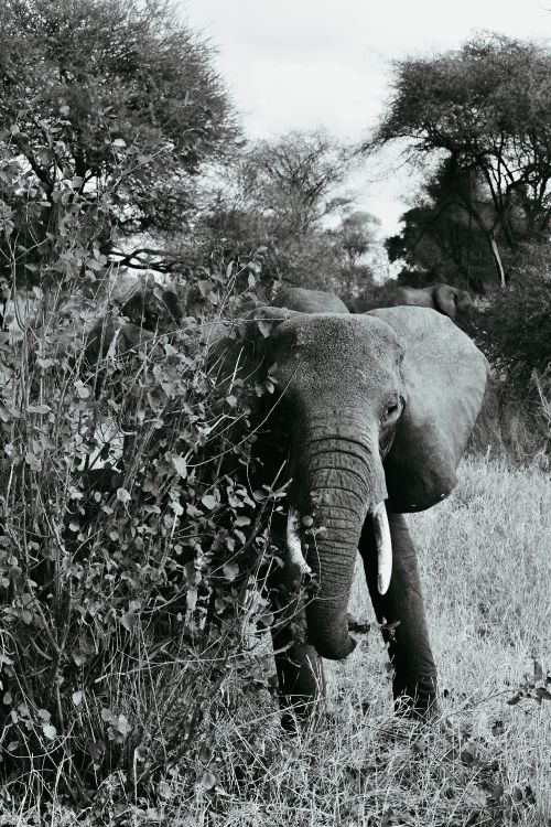 elephant eating grass during daytime