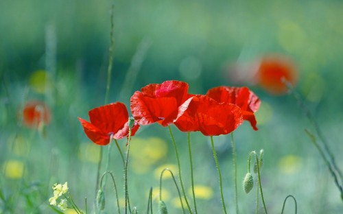 Image red poppy in bloom during daytime