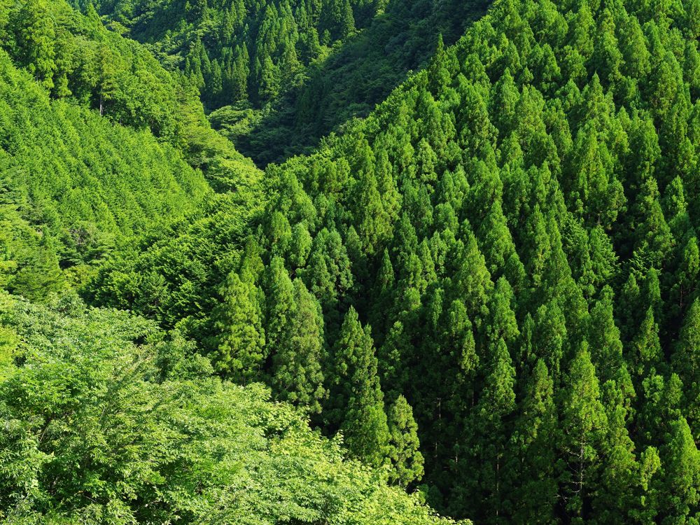 Tagsüber Grüne Bäume Auf Dem Berg. Wallpaper in 2560x1920 Resolution