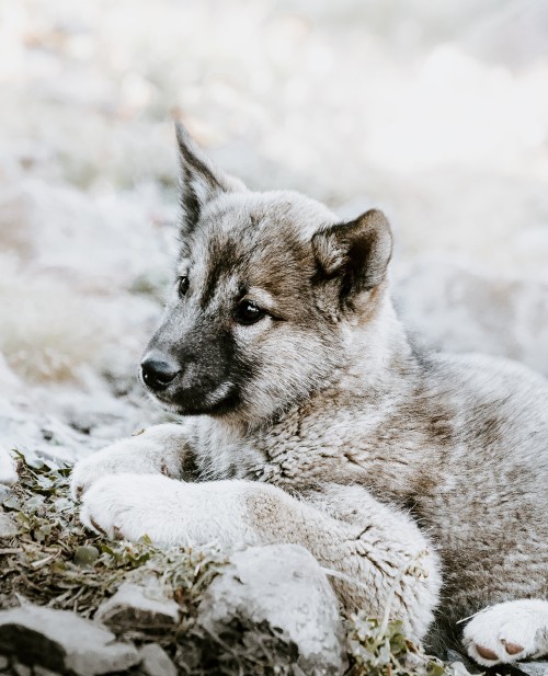 Image gray and white short coated puppy on snow covered ground during daytime