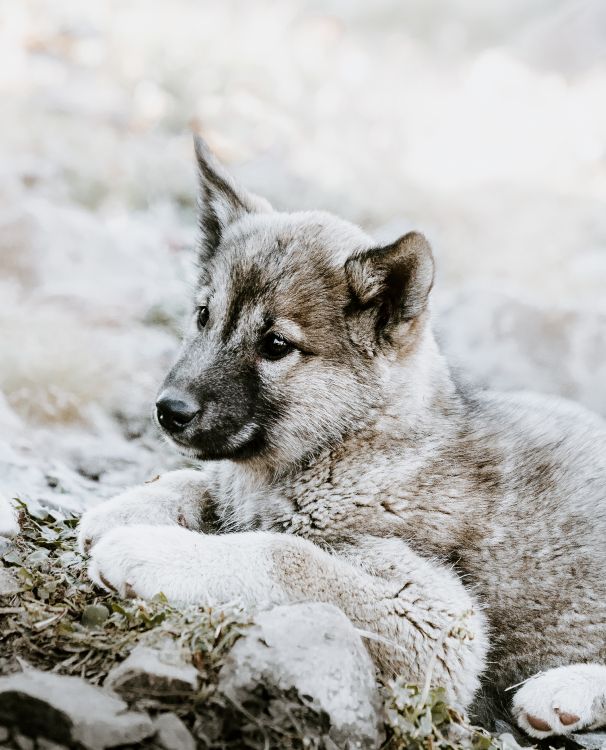 Gray and White Short Coated Puppy on Snow Covered Ground During Daytime. Wallpaper in 5153x6368 Resolution