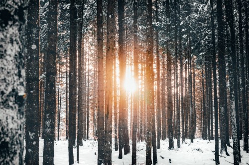 Image tree, snow, winter, nature, forest