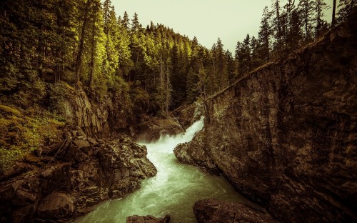 Image green trees beside river during daytime