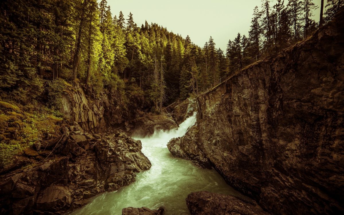 green trees beside river during daytime