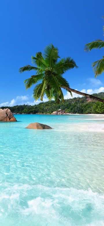 Image green palm tree on beach during daytime
