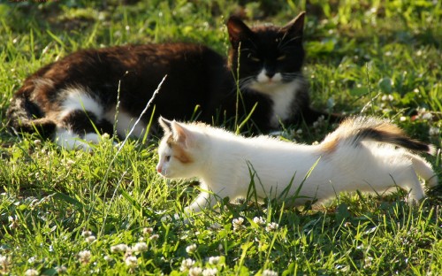 Image white and orange cat on green grass field during daytime